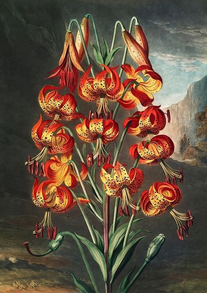 Thornton, Robert John 아티스트의 The Lily from The Temple of Flora 작품