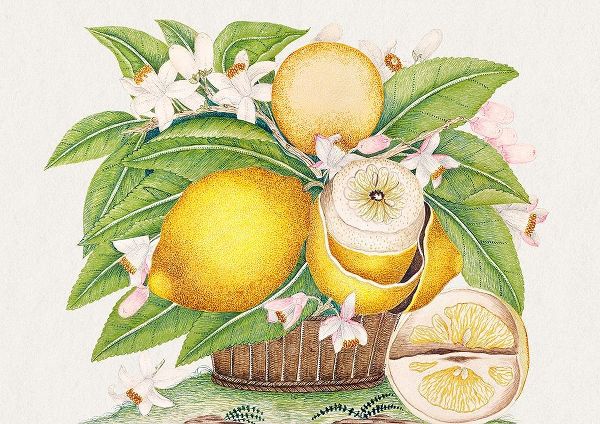 Anonymous 아티스트의 Basket of lemons 작품