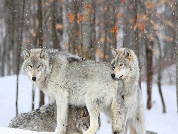 Three grey wolves huddle together during a Quebec snowstorm