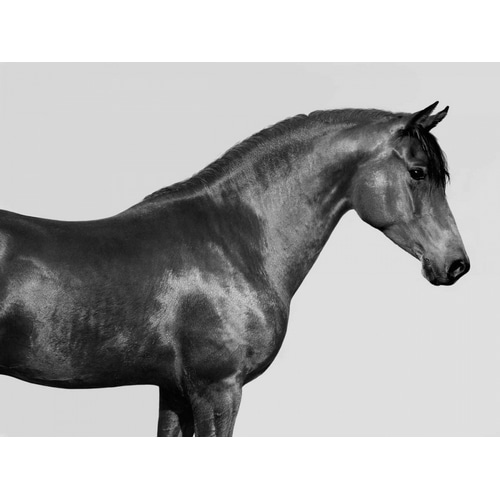 Orpheus- Arab Horse