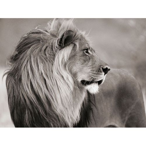 Male lion, Namibia (BW)