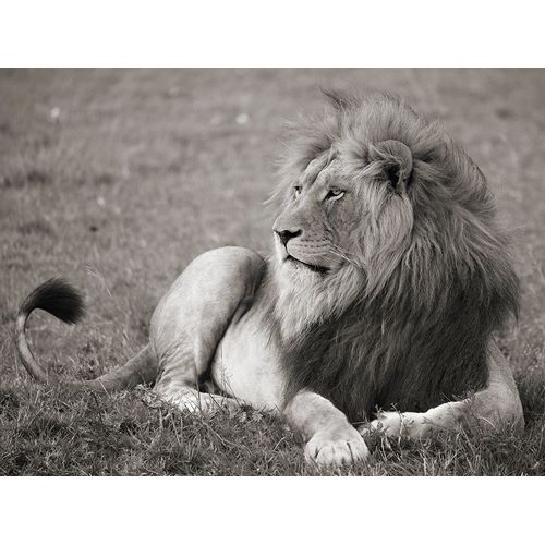 Male lion, Serengeti National Park