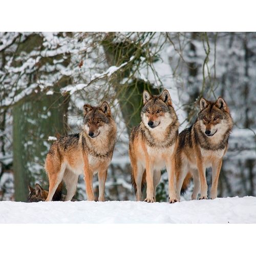 Wolves in the snow, Germany
