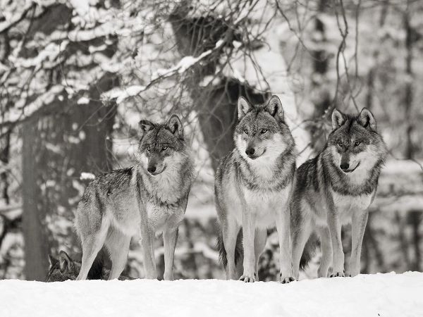 Wolves in the snow, Germany (BW)