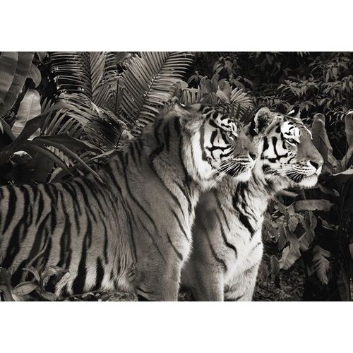 Two Bengal Tigers (BW)