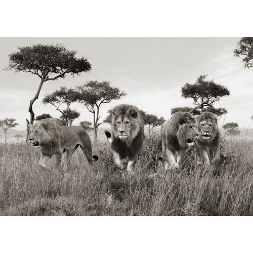 Brothers- Masai Mara- Kenya