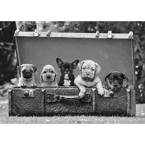 Pangea Images 아티스트의 Dog Pups in a Suitcase (detail)작품입니다.