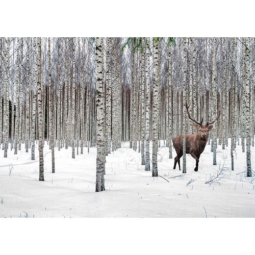 Pangea Images 아티스트의 Stag in Birch Forest-Norway작품입니다.