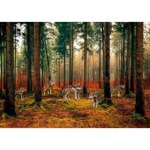 Pangea Images 아티스트의 Pack of Wolves in the Woods작품입니다.