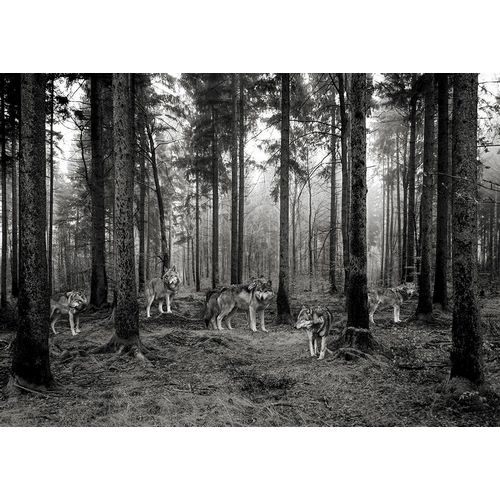 Pangea Images 아티스트의 Pack of Wolves in the Woods (BW)작품입니다.