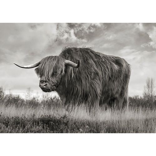 Pangea Images 아티스트의 Scottish Highland Bull (BW)작품입니다.