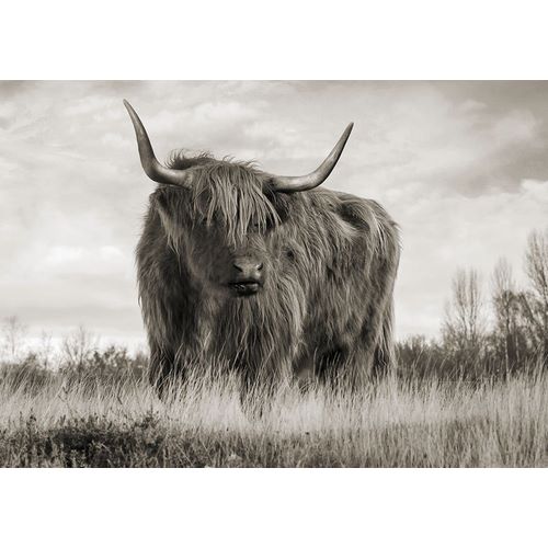 Pangea Images 아티스트의 Scottish Highland Cattle (BW)작품입니다.