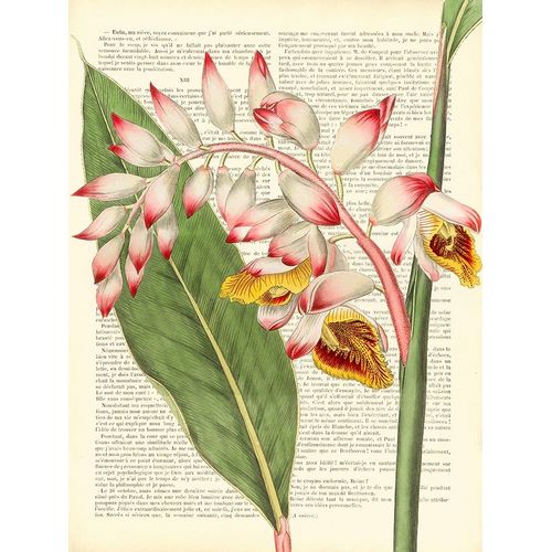 Vintage Botany II