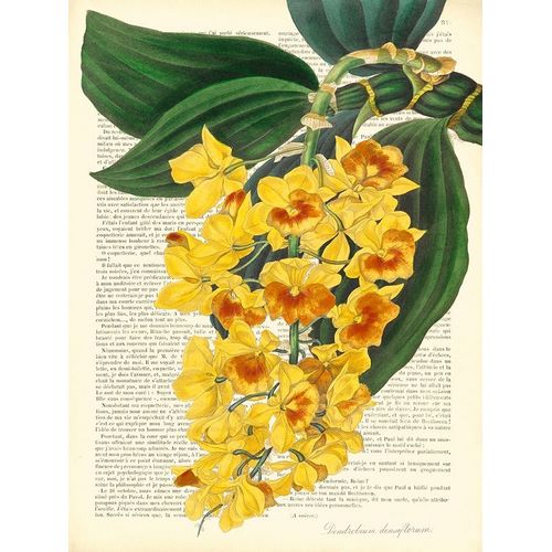 Vintage Botany III