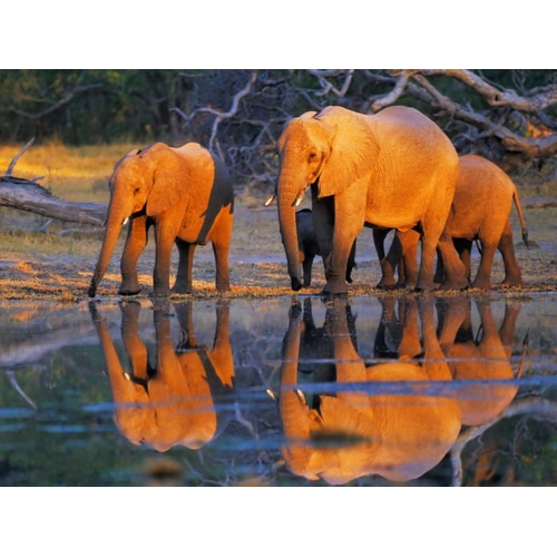African elephants, Okavango, Botswana