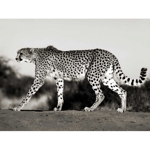 Cheetah, Namibia, Africa