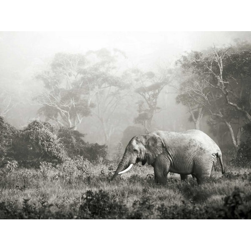 African elephant, Ngorongoro Crater, Tanzania