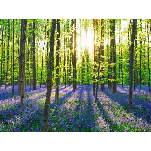 Beech forest with bluebells, Belgium