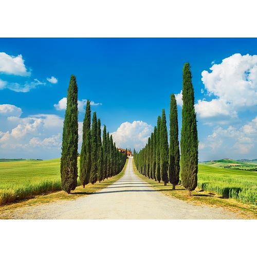 Cypress alley- San Quirico dOrcia- Tuscany