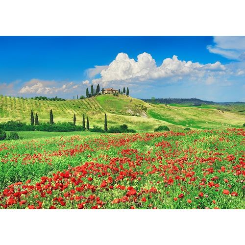 Farmhouse with Cypresses and Poppies- Val dOrcia- Tuscany