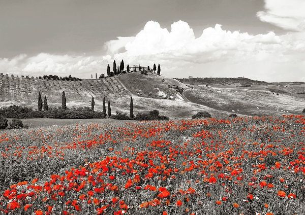 Farmhouse with Cypresses and Poppies- Val dOrcia- Tuscany (BW)