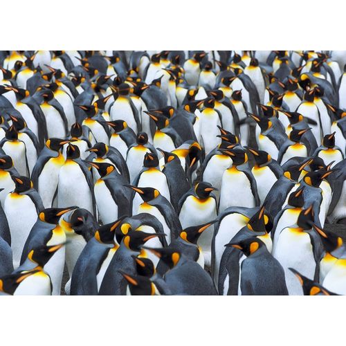 King penguin colony- Antarctica
