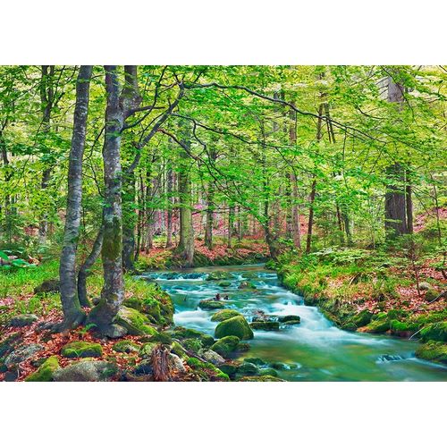 Forest brook through beech forest- Bavaria- Germany