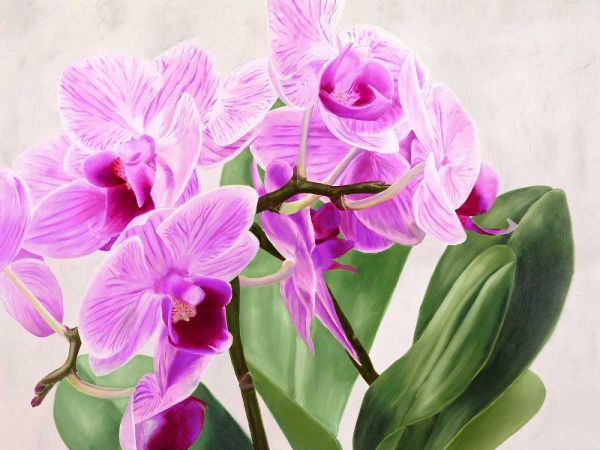 Orchidee selvagge