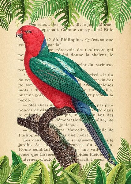 The Australian king parrot- After Levaillant