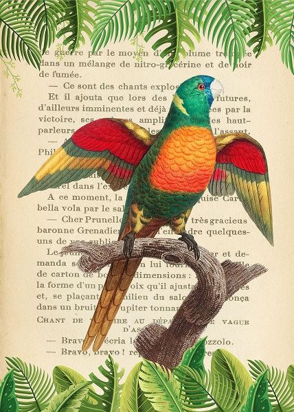 The Blue-Headed Parrot- After Levaillant