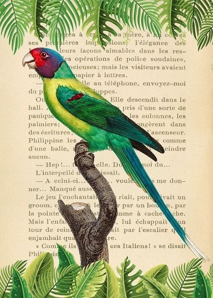 The Plum-Headed Parakeet- After Levaillant