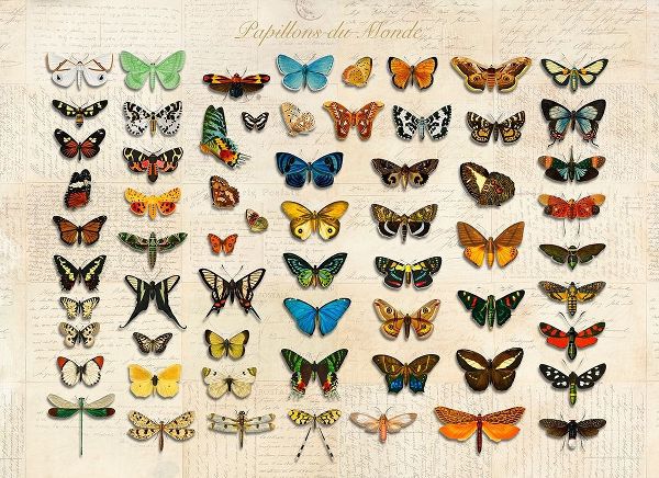 Papillons du Monde- After DOrbigny