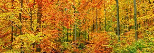 Beech forest in autumn, Kassel, Germany