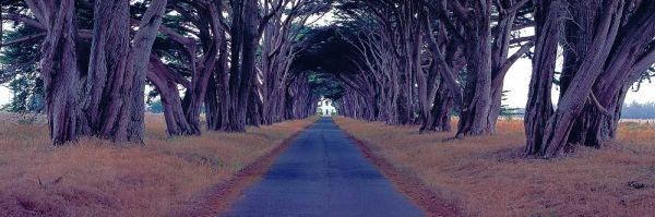 Berenholtz, Richard 아티스트의 Monterey Cypress Trees Point Reyes California작품입니다.