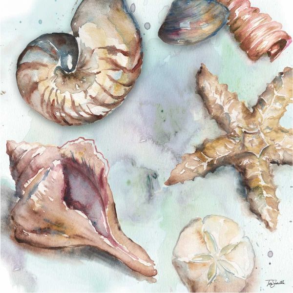 Watercolor Shell Toss II