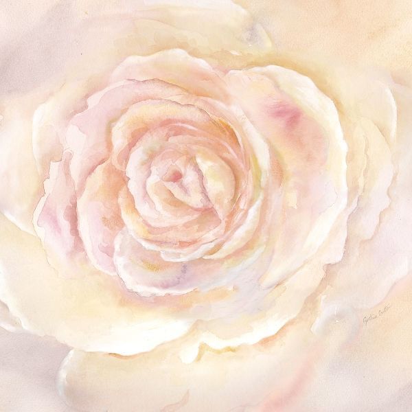 Blush Rose Closeup II