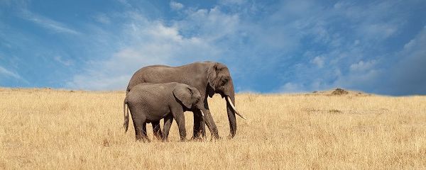 Elephant and her Calf