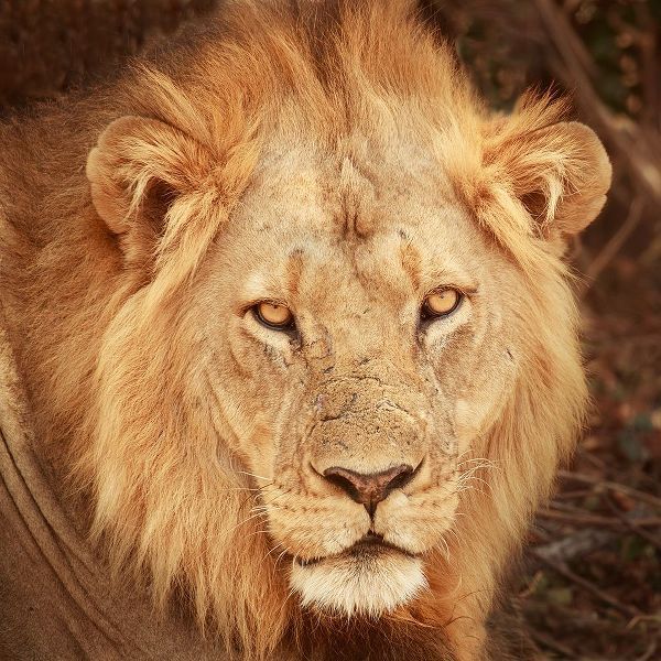 Lion Up Close