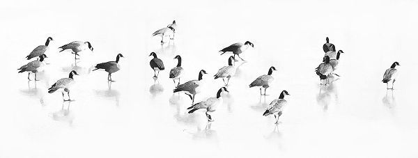 Flock of Canada Geese