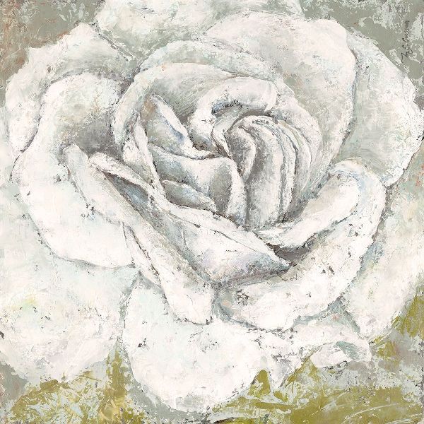White Rose Blossom Square