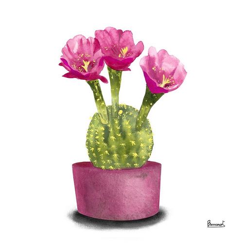 Cactus Flowers V