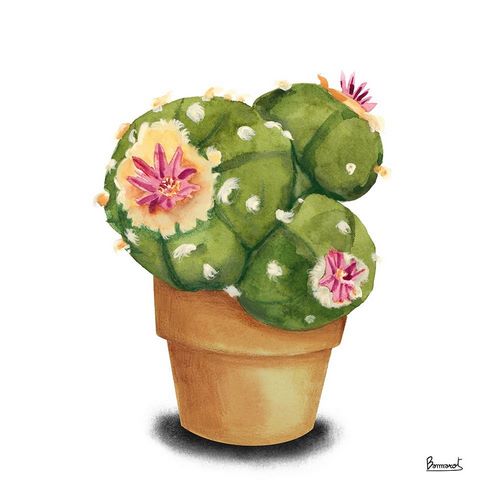 Cactus Flowers VII