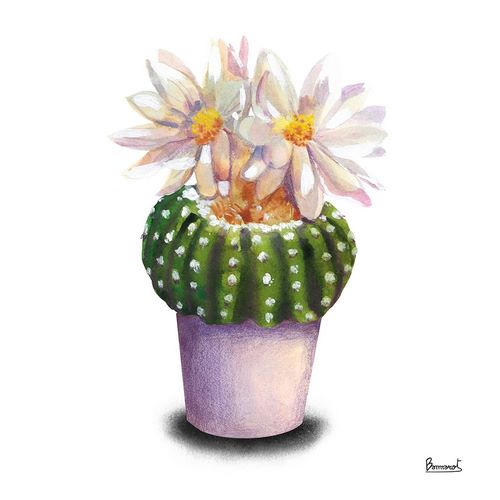 Cactus Flowers IX