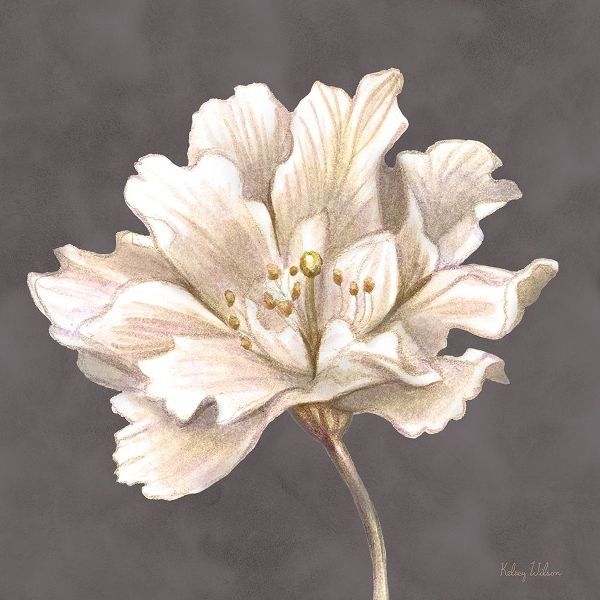 Cream Willow Blossom I