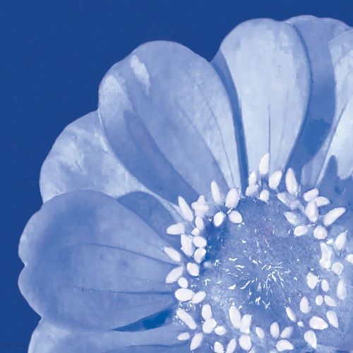 Flower Pop blue I