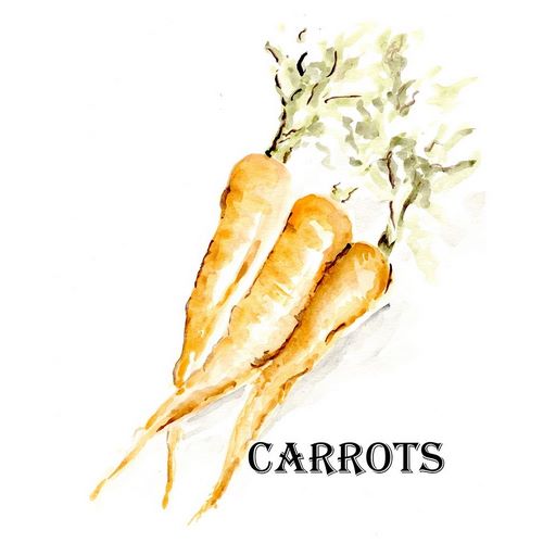 Veggie Sketch  V-Carrots