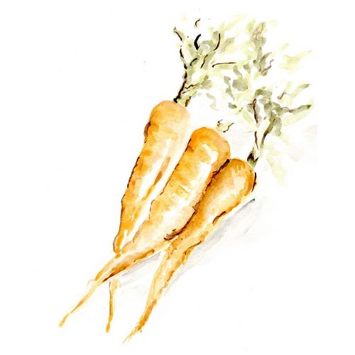 Veggie Sketch plain  V-Carrots