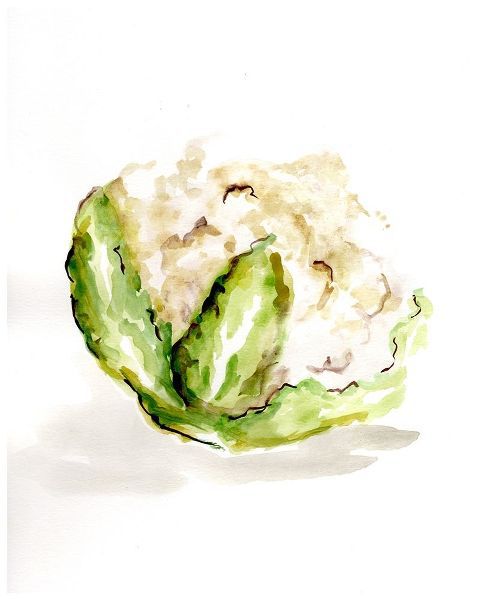 Veggie Sketch plain  VI-Cauliflower