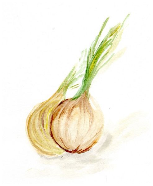 Veggie Sketch plain  X-Onion