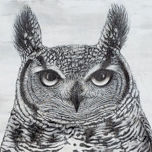 Portrait of an Owl